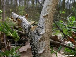 Attēlu rezultāti vaicājumam “Irpex lacteus”