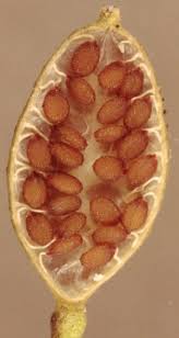 Attēlu rezultāti vaicājumam “Erophila verna fruit”