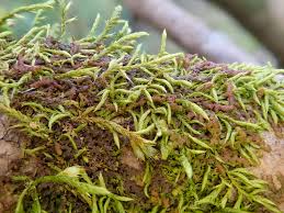 Attēlu rezultāti vaicājumam “Frullania fragilifolia”