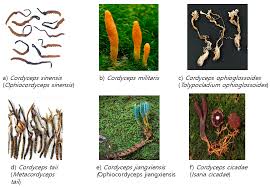 Attēlu rezultāti vaicājumam “Cordyceps”