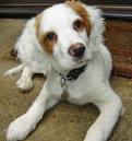 Marley the Brittany Spaniel Puppies Daily Puppy