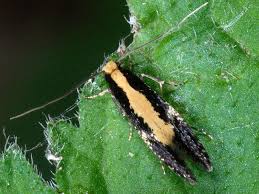 Attēlu rezultāti vaicājumam “Monopis monachella”