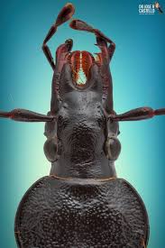 Attēlu rezultāti vaicājumam “Cychrus caraboides”