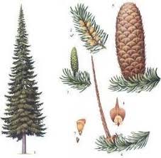 Attēlu rezultāti vaicājumam “Abies sibirica”