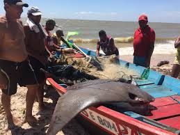 Image result for Rhinoptera brasiliensis