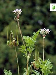 Attēlu rezultāti vaicājumam “Erodium cicutarium”