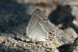 Attēlu rezultāti vaicājumam “Favonius quercus”