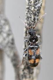 Attēlu rezultāti vaicājumam “Notoxus monoceros”