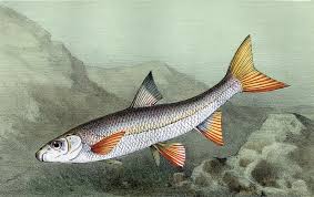 Image result for Chondrostoma nasus