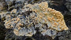 Attēlu rezultāti vaicājumam “Fuligo leviderma”