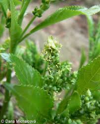 Attēlu rezultāti vaicājumam “Mercurialis perennis fruit”