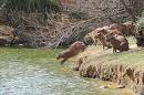 CAPYBARA