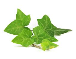 Attēlu rezultāti vaicājumam “Hedera helix  leaf”