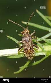 Attēlu rezultāti vaicājumam “Rhopalus maculatus”