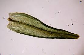 Attēlu rezultāti vaicājumam “Orthotrichum speciosum sporophyte”