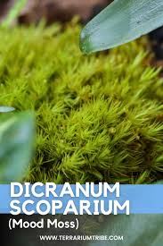 Attēlu rezultāti vaicājumam “| Dicranum”