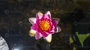 Attēlu rezultāti vaicājumam “Nymphaea candida flower”