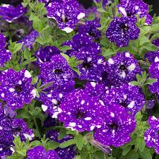 Image result for Petunia