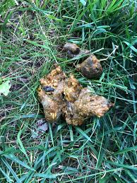 Image result for cestoda excrement dog