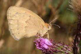 Attēlu rezultāti vaicājumam “Coenonympha pamphilus upperside”