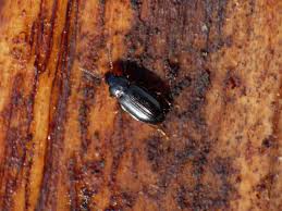 Attēlu rezultāti vaicājumam “Tachyta nana”