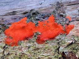 Attēlu rezultāti vaicājumam “Siphoptychium violaceum plasmodium”