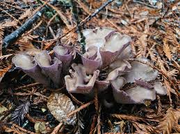 Attēlu rezultāti vaicājumam “Gomphus clavatus”