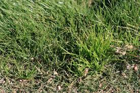 Attēlu rezultāti vaicājumam “Poa remota bud”