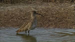 Attēlu rezultāti vaicājumam “Numenius arquata adult”