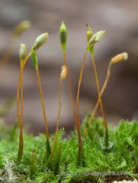 Attēlu rezultāti vaicājumam “Hypnum pallescens”