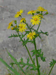 Attēlu rezultāti vaicājumam “Senecio vernalis”