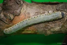 Attēlu rezultāti vaicājumam “Cystiphora sanguinea larva”