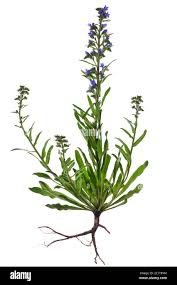 Attēlu rezultāti vaicājumam “Echium vulgare”