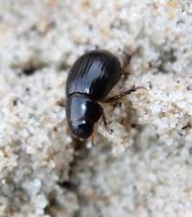 Attēlu rezultāti vaicājumam “Aegialia arenaria”