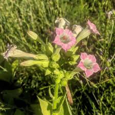 Attēlu rezultāti vaicājumam “Nicotiana tabacum flower”