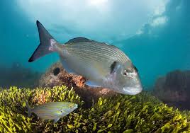 Image result for Sparus aurata