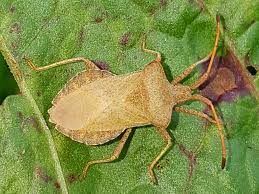 Attēlu rezultāti vaicājumam “Coreus marginatus imago”