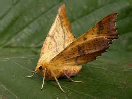 Attēlu rezultāti vaicājumam “Ennomos autumnaria”