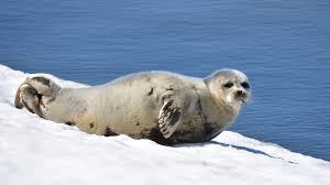 Image result for Pusa hispida