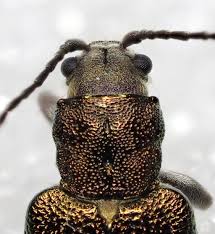 Attēlu rezultāti vaicājumam “Donacia”