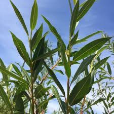 Attēlu rezultāti vaicājumam “Salix daphnoides”