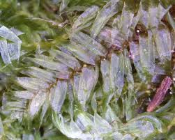 Attēlu rezultāti vaicājumam “Comatricha elegans stalked”