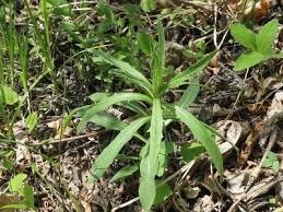 Attēlu rezultāti vaicājumam “Hieracium umbellatum”