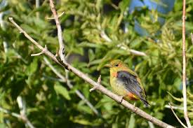 Image result for Piranga olivacea