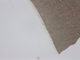 Attēlu rezultāti vaicājumam “Dianema depressum spores”