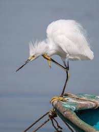 Image result for Egretta thula