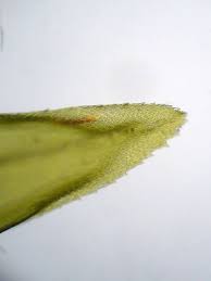 Attēlu rezultāti vaicājumam “Isothecium alopecuroides sporophyte”