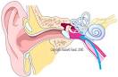 Do Milk Allegies Cause Ear Infections? | Little Stomaks