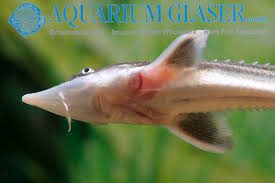 Image result for Acipenser