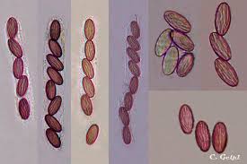 Attēlu rezultāti vaicājumam “Ascobolus furfuraceus”